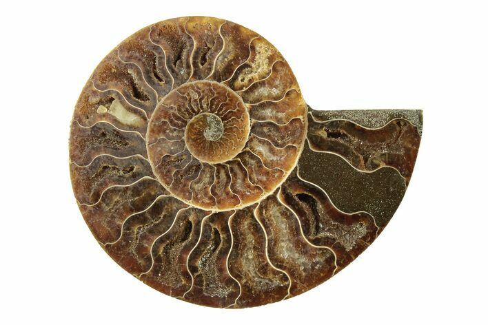 Cut & Polished Ammonite Fossil (Half) - Madagascar #270304